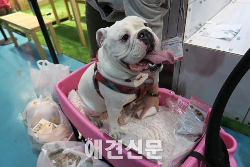 [포토] 2015 케이펫페어를 찾은 스타일리시한 견공들 ⓶