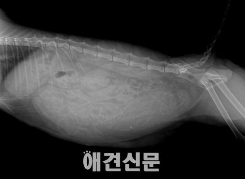 [백산동물병원 건강칼럼] 우리집 고양이, 발정이 왔다면?