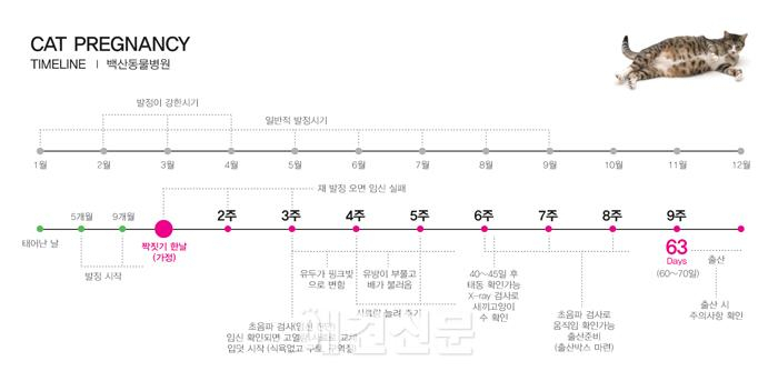 [백산동물병원 건강칼럼] 우리집 고양이, 발정이 왔다면?