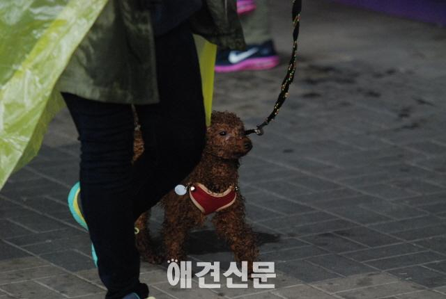 뛰면서 애견과 교감하는 국제대회, 일산에서 열려...