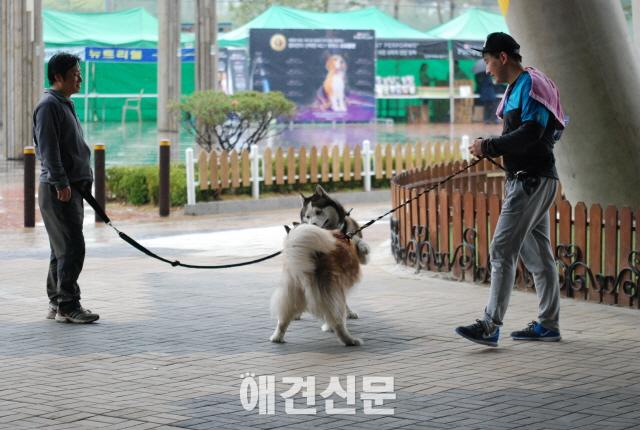 뛰면서 애견과 교감하는 국제대회, 일산에서 열려...