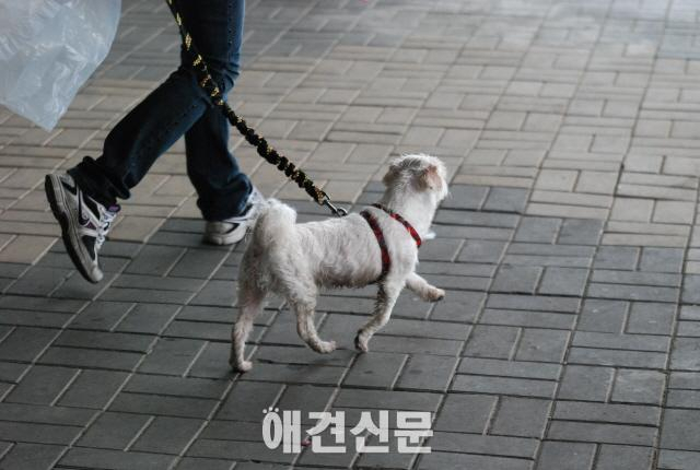 뛰면서 애견과 교감하는 국제대회, 일산에서 열려...