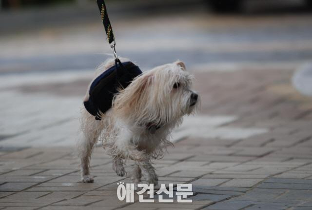 뛰면서 애견과 교감하는 국제대회, 일산에서 열려...