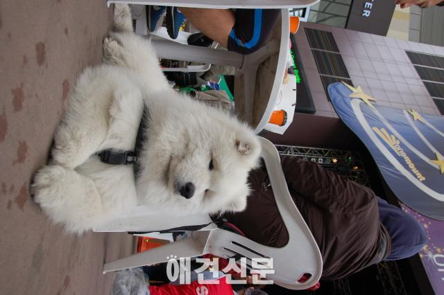 뛰면서 애견과 교감하는 국제대회, 일산에서 열려...