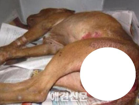 동물 매춘이 허용된 나라 덴마크, 이제는 불법