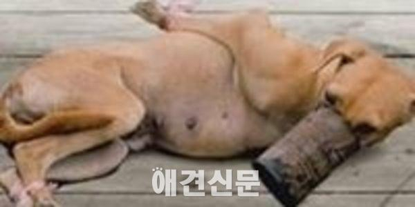 동물 매춘이 허용된 나라 덴마크, 이제는 불법