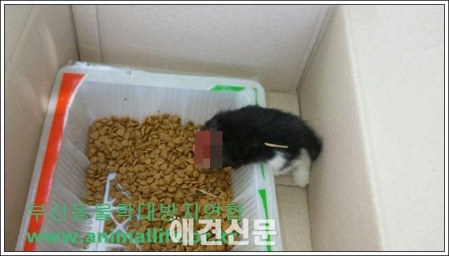 사료통에 목이 잘린 채 발견된 새끼 길고양이, 네티즌들 경악