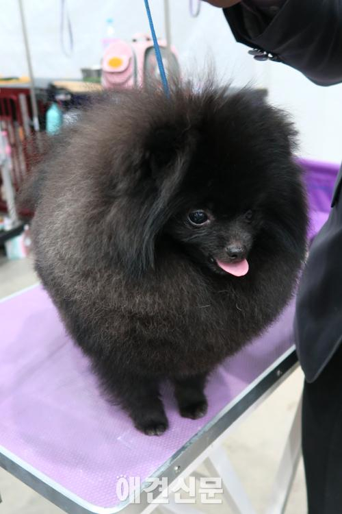 [포토]FCI도그쇼에 참가한 출진견들 인형이 따로 없네, 2015 대구펫쇼