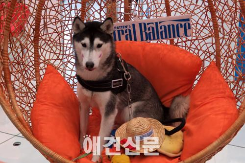 [포토]내추럴발란스 포토왕에 도전하는 견공들 , 2015 대구펫쇼