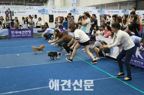 [포토]내추럴발란스 '반려견 건강 달리기' , 2015 대구펫쇼