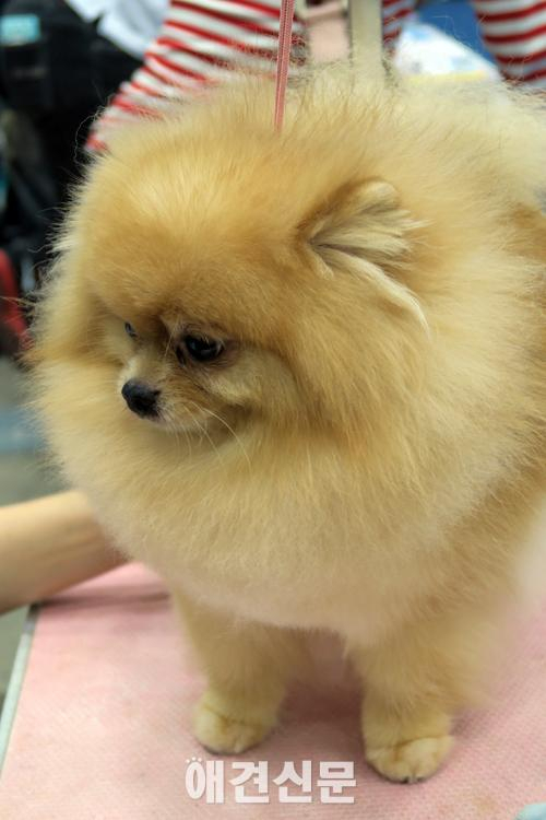 [포토]FCI도그쇼에 참가한 출진견들 인형이 따로 없네, 2015 대구펫쇼