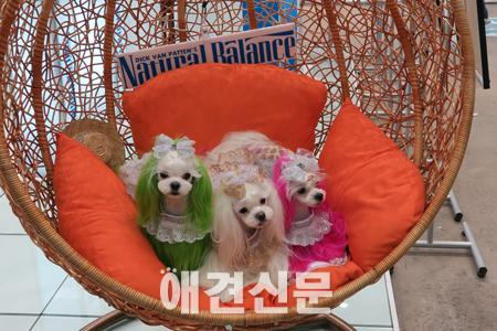 [포토]내추럴발란스 포토왕에 도전하는 견공들 , 2015 대구펫쇼