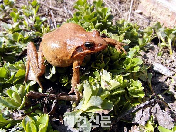 국립공원 내 로드킬 '개구리' 가장 많아, 다행히 매년 감소 추세