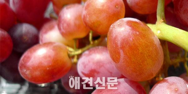 개와 고양이가 먹으면 안 되는 '뜻밖의' 음식 7가지