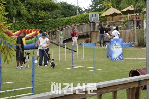 애견테마파크 사업에 대한 관심, 지자체에서부터 개인까지..(1)