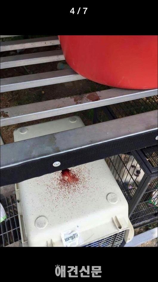 마포구 임시 유기동물보호시설, 비위생적인 시설과 관리소홀로 논란.