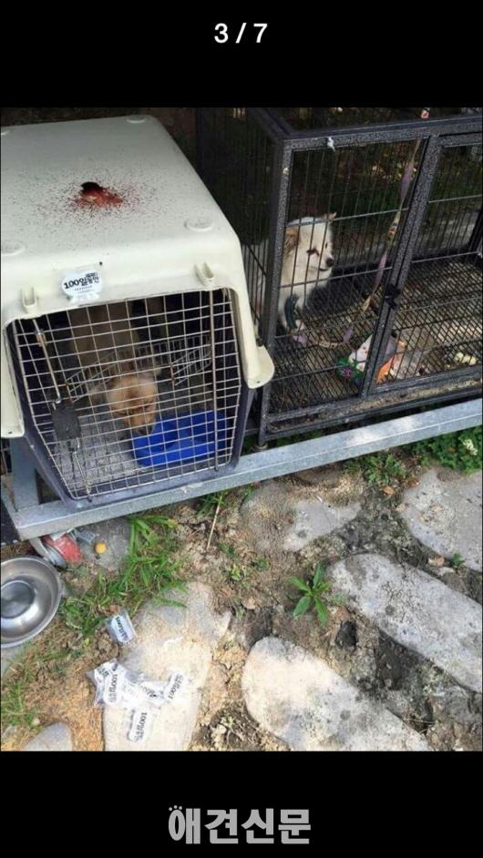 마포구 임시 유기동물보호시설, 비위생적인 시설과 관리소홀로 논란.