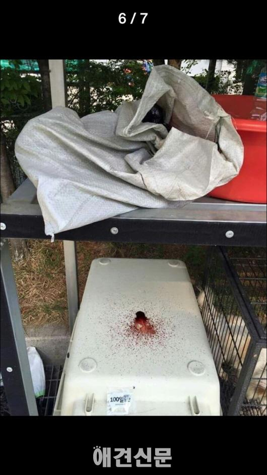 마포구 임시 유기동물보호시설, 비위생적인 시설과 관리소홀로 논란.