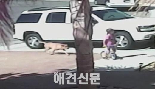 히어로 독(dog)에 뽑힌 '고양이' 타라, '온 몸으로 주인 지켜낸 영웅'