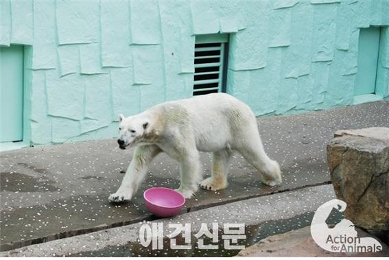 동물을 위한 행동, 오는 25일 광화문서 북극곰 전시 반대 퍼포먼스