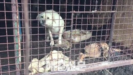 개 먹이로 개를 먹이는 개식용 농장  인간의 잔인함, 그 끝은 어디인가?