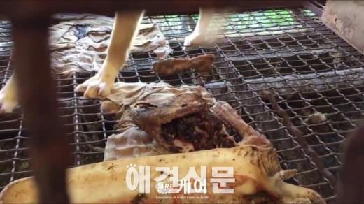 개 먹이로 개를 먹이는 개식용 농장  인간의 잔인함, 그 끝은 어디인가?