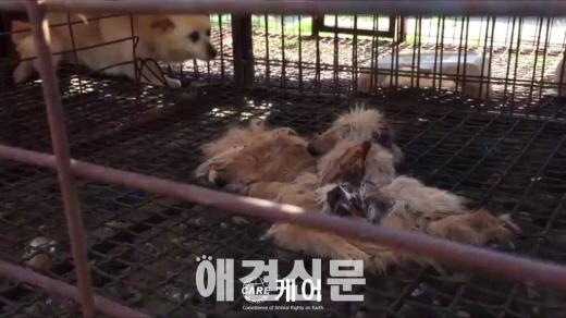 개 먹이로 개를 먹이는 개식용 농장  인간의 잔인함, 그 끝은 어디인가?