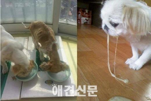 굶기고 때리고 버리고 태우고...끊이지 않는 동물학대 소식 (1)