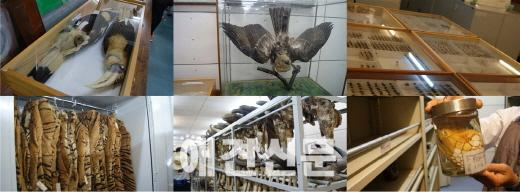 [탐방] 인도네시아, 세계 다양한 아종들을 찾아서