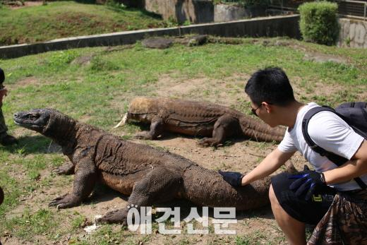[탐방] 인도네시아, 세계 다양한 아종들을 찾아서