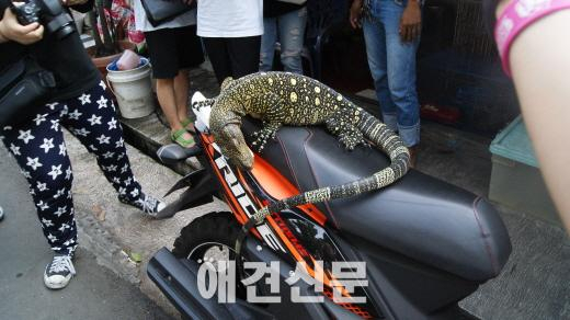 [탐방] 인도네시아, 세계 다양한 아종들을 찾아서
