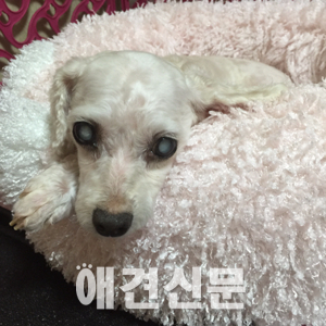 [고영리 작가의 Pet Story] 나이듦이 흐르다_늙어가는 개와 함께 하는 시간
