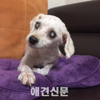 [고영리 작가의 Pet Story] 나이듦이 흐르다_늙어가는 개와 함께 하는 시간 2