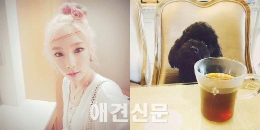 소녀시대, 한 눈 파는 라이온보단 사랑스런 반려견