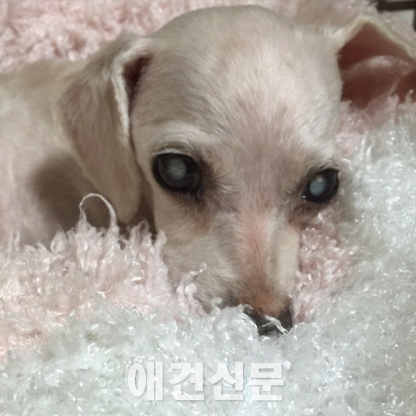[고영리 작가의 Pet Story] 나이듦이 흐르다_늙어가는 개와 함께 하는 시간 3