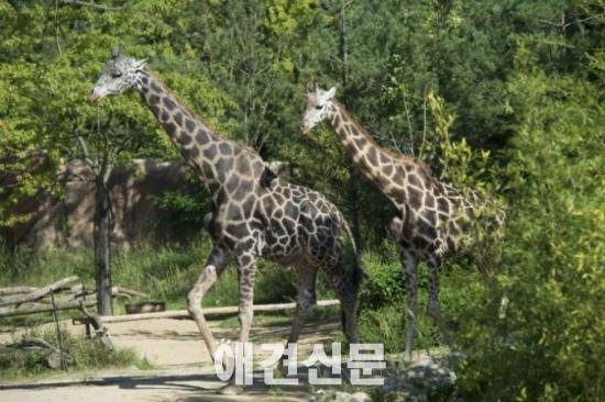 에버랜드 기린 부부의 은혼식 '훈훈'