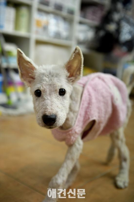 김삼열 작가의 포토에세이 #3  '망울이'