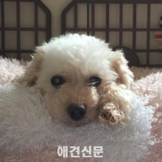 [고영리 작가의 Pet Story]나이듦이 흐르다 _ 늙어가는 개와 함께 하는 시간 4