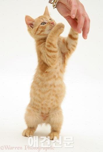 고양이를 아시나요?