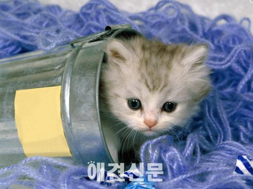 고양이를 아시나요?