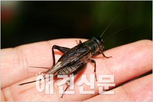 농진청, "귀뚜라미 기르기가 노인들 우울증 낮춘다"