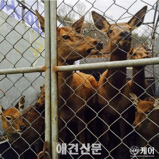 도축장으로 팔려간 서울대공원 동물들. 드디어 '집'으로...