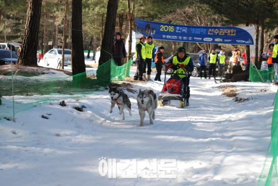 2016 한국 개썰매 선수권대회 30일 평창에서 개최