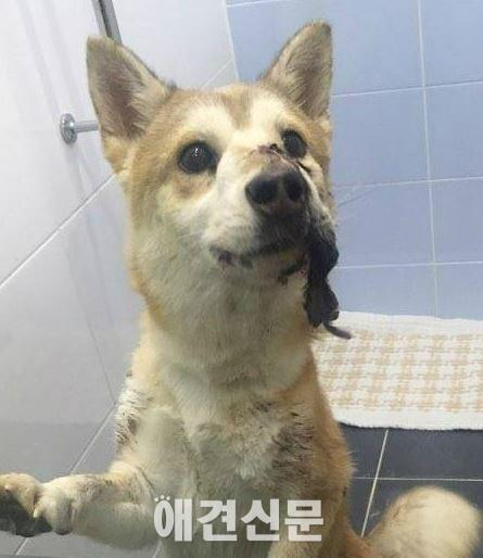 애견훈련소 학대 의혹의 진실게임