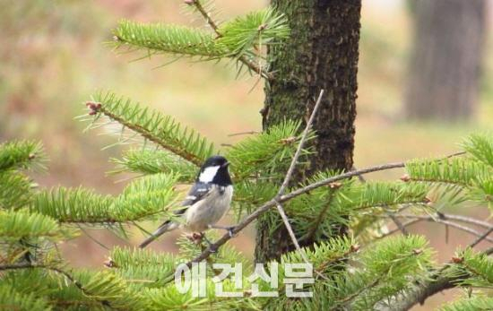 '새가 날아든다~' 서울시 조류관찰 프로그램 운영