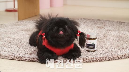 우리가제약 국내 최초 애견 영양제 특허 획득