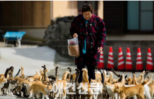 서울시 올해부터 길고양이를 위한 '중성화의 날' 시행한다