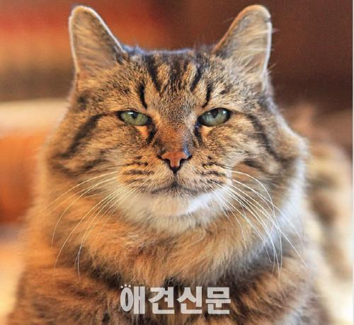 121살 기네스북 고양이 코듀로이