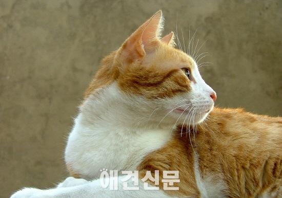 서울시, 길고양이 1만마리 중성화 한다