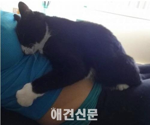동생 지키는 '고양이  판다'